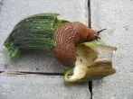 Kaffeesatz im Garten: als Dünger oder gegen Schnecken & Ameisen