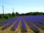 Lavendel eine Pflanze für viele Gelegenheiten