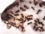 Backpulver und Zucker gegen Ameisen