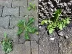 Magnesiumchloridlösung gegen lästiges Unkraut