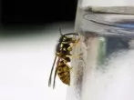 Wespenfalle mit Trichter