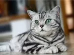 Katze fernhalten mit Essig
