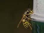 Wespen aus der Wohnung jagen