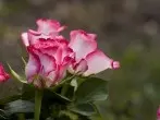 Rosen mit Stecklingen vermehren