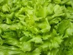 Salatsoße perfekt zu Endiviensalat