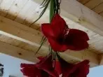 Amaryllisblüten - dekorativer und länger haltbar