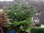 Weihnachtsbaum als Futterbaum für Vögel weiter verwenden