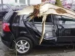 Nach Sturm fällt ein Ast aufs Auto - was ist zu tun?
