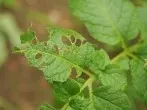 Fraßspuren im Garten: Schädlinge erkennen und bekämpfen