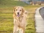Was tun gegen riechende Hunde? | detektor.fm Interview