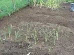 Mehr Regenwürmer - fruchtbarere Böden