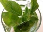<strong>Basilikumwasser</strong> - ein Gedicht