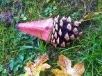 Herbstbasteln: Igel aus Zapfen und Eierkarton