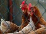Die Vogelgrippe H5N8 breitet sich aus: Was muss ich jetzt wissen?