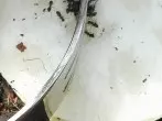 Ameisen-Köderfalle Tune-up