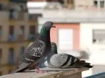 Was tun, wenn sich Tauben auf dem Balkon einnisten wollen?