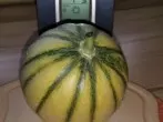 Zuckermelonen im Gewächshaus selbst anbauen
