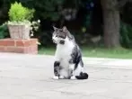 Katzenurin z. B. auf der Terrasse verhindern