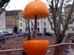 Vogelfutterstelle aus <strong>Orangenschalen</strong>
