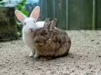 Kaninchen zusammenführen
