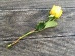 Aus verblühter Schnittrose neue Rose züchten