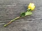 Aus verblühter Schnittrose neue Rose züchten