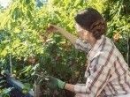 <strong>Johannisbeeren</strong> ernten - so geht's ohne R&uuml;ckenschmerzen