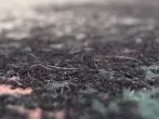 Tierhaare auf dem Teppich mit Weichspüler entfernen
