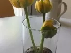 Tischdeko mit Tulpen - schlicht & schön