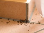 <strong>Ameisen</strong> im Haus - was wirklich hilft!