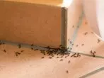 Ameisen im Haus - was wirklich hilft!