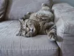 Katzenpipi auf Möbeln entfernen