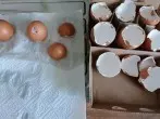 Die Aufbewahrung der gereinigten und getrockneten Eierschalen erfolgte in der original Karton-Umverpackung der Eier.