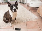 Hundehaftpflichtversicherung – nötig für jeden Hundehalter?