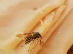 Nervige Wespen mit Schinken ablenken