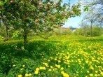 Streuobstwiese statt Obstgarten