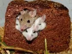 Mäusebefall mit Kammerjäger effektiv loswerden