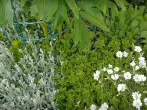 Blumen- und Pflanzenstützen aus Gartenzaun herstellen