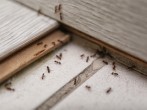 <strong>Ameisen</strong> ohne Gift aus der Wohnung vertreiben