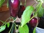 <strong>Paprika</strong> und Chili im Topf l&auml;nger ernten und 