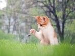 Können Hummeln eigentlich stechen?