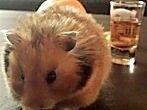 Was tun, wenn der Hamster wieder da war?