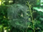 „Warum klebt eine Spinne nicht an ihrem Netz fest?“