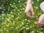 Self-Care mit Ina: Chamomilla - Heilung mit Echter Kamille