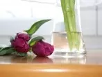 Schnittblumen/Tulpen stehen wie eine Eins