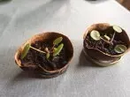Avocadoschale als Blumenübertopf