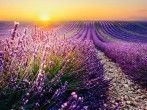Lavendel: Ein wundersch&ouml;nes Geschenk der Natur an uns
