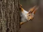 „Wie finden Eichhörnchen ihre Nüsse wieder?“
