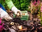 Gartenarbeit im November – Was kann ich jetzt noch aussäen?