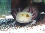 Axolotl richtig halten & füttern